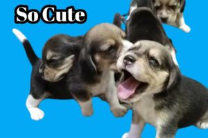 Cutest New Born Baby//Cute  Puppies Video #pawsplanetbingo #doglover #pets