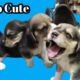 Cutest New Born Baby//Cute  Puppies Video #pawsplanetbingo #doglover #pets