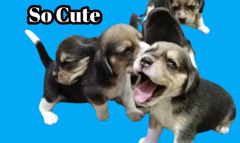 Cutest New Born Baby//Cute  Puppies Video #pawsplanetbingo #doglover #pets