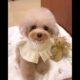 Cutest Puppies Ever #dog #puppies #cute #funnydogs #viral #reels #pawsitivevibe