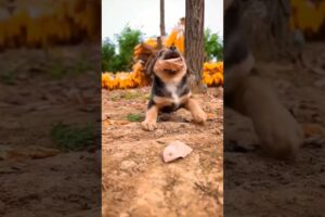 Cutest Puppies Ft. Lal Gulapa Phoola  @msb.vlogsofficial #shots #trending #dance #dog #love #song