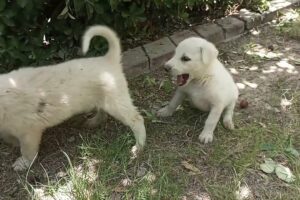 Cutest puppies playing with each other 😍| #cutepuppies