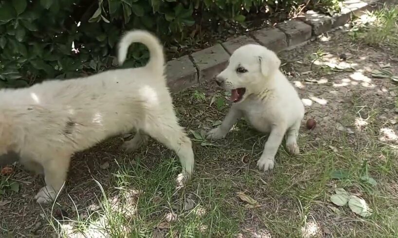 Cutest puppies playing with each other 😍| #cutepuppies