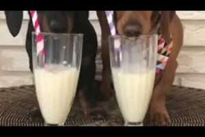 Dachshund dog drinking juice 🍹|so funny 🤣🤣🤣🤣|Cute puppies #shorts #youtubeshorts