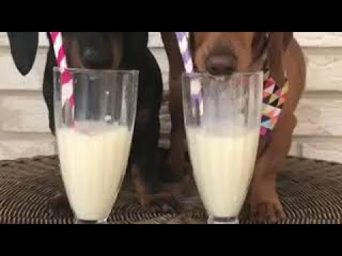 Dachshund dog drinking juice 🍹|so funny 🤣🤣🤣🤣|Cute puppies #shorts #youtubeshorts