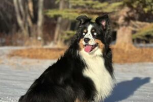 Day 20 of 100 - Australian Shepherds are AWESOME
