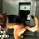 Dog Can't Stop Spinning In The Shelter Until... | The Dodo