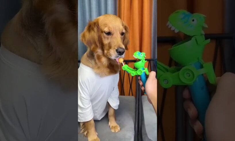 Dog: Just because I'm good-natured doesn't mean I won't bite! funny dog videos