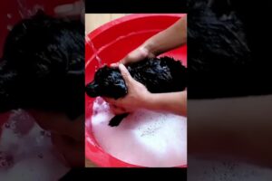 Dog Saved From Dirty Water to Loving Home #shorts #viral #pets