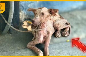 Dog Tied for days, he begged for food as he passed out from hunger