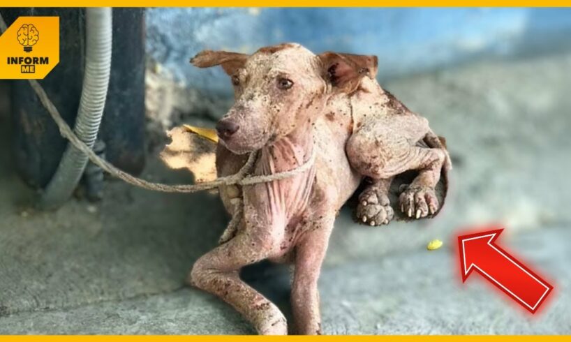 Dog Tied for days, he begged for food as he passed out from hunger