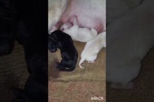 Dog mother feeding milk to cute puppies