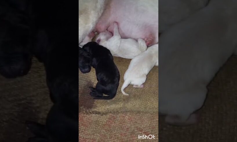 Dog mother feeding milk to cute puppies