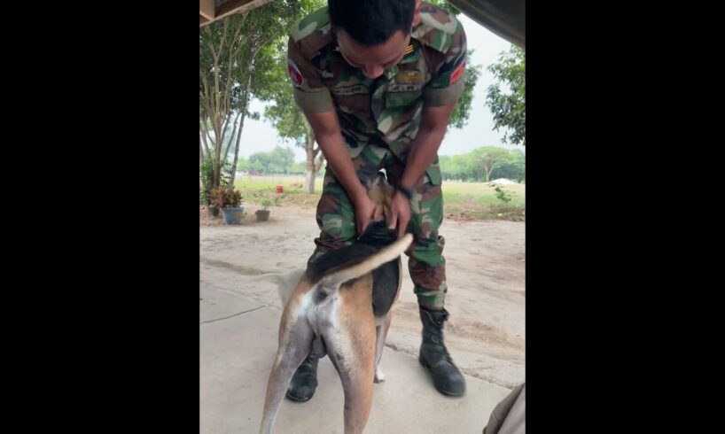 Dog play with soldier #animals