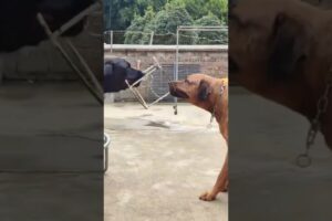 🐶Dog vs 🐶Dog who's win l cute animals playing#dog #cuteanimals #shorts #viral #animals