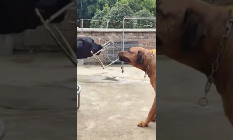 🐶Dog vs 🐶Dog who's win l cute animals playing#dog #cuteanimals #shorts #viral #animals