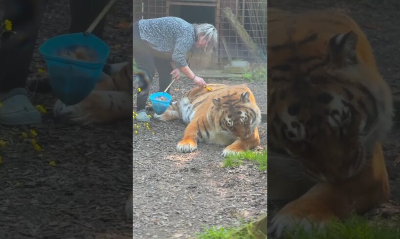 Don’t play with me ! #lion #tiger #bigcat #chat #normandie