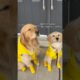 Don’t they look cute? 🥺 #dogs #dogshorts #puppy #goldenretriever #puppies #dogvideos #pets