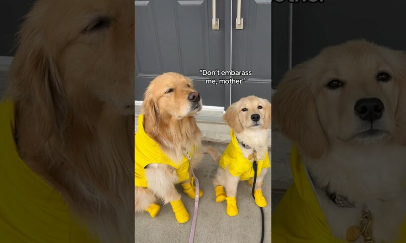 Don’t they look cute? 🥺 #dogs #dogshorts #puppy #goldenretriever #puppies #dogvideos #pets