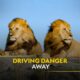 Driving Danger Away | Animal Fight Club | हिन्दी | Full Episode | S4 - E5 | National Geographic