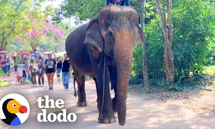 Elephant Rescued After 50 Years In Chains | The Dodo