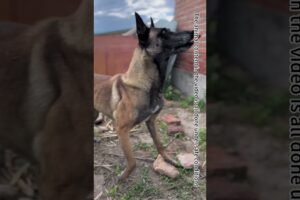 Emergency rescue dog saves owner #dog #animals #malinois #pet #pets #kangal #danger #cute#shorts