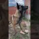 Emergency rescue dog saves owner #dog #animals #malinois #pet #pets #kangal #danger #cute#shorts