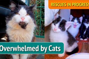 Episode 1 - OVERWHELMED BY CATS. Cat Rescue UK.