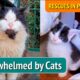 Episode 1 - OVERWHELMED BY CATS. Cat Rescue UK.