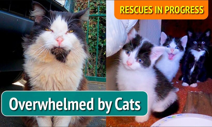 Episode 1 - OVERWHELMED BY CATS. Cat Rescue UK.