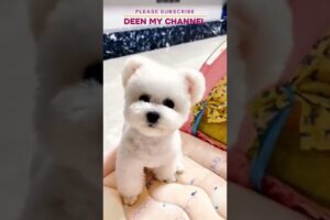 FUN AND CUTE PUPPIES @deenmychannel