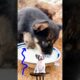 Feeding Cute Puppies: Milk and Eggs Treat Time! #dog #cuteanimal #pets #puppy