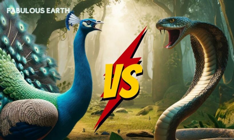 Fierce Battle: Peacock vs. Snake | Animal Fights | Fabulous Earth