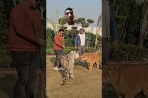 Fight Between White Tiger and Taby Tiger | Noman Hossain | #tiger #animals #youtubeshorts #fighting