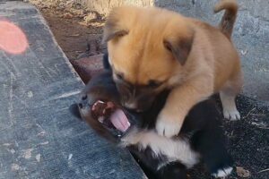 Fighting Puppies，The ferocious puppies won the victory