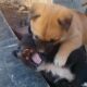 Fighting Puppies，The ferocious puppies won the victory