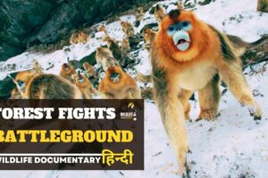 Forest Fights - Battleground, हिन्दी डॉक्यूमेंट्री | Wildlife documentary in Hindi