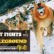 Forest Fights - Battleground, हिन्दी डॉक्यूमेंट्री | Wildlife documentary in Hindi