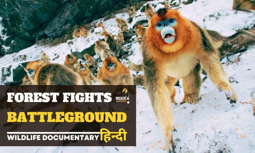 Forest Fights - Battleground, हिन्दी डॉक्यूमेंट्री | Wildlife documentary in Hindi