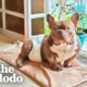 Fostering This $30,000 Rescue Dog Comes With Unexpected Diaper Duty | The Dodo