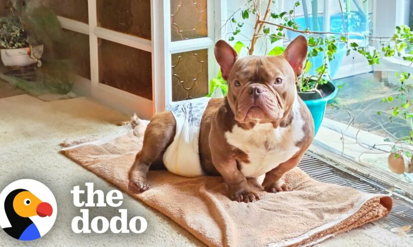 Fostering This $30,000 Rescue Dog Comes With Unexpected Diaper Duty | The Dodo