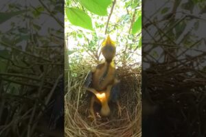 Fowl Play: Cuckoo Chick's Tumble #shorts