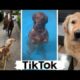 Funniest Dogs of TikTok ~ Try not to Laugh ~ Cutest Puppies  Doggos TikTok Compilation!