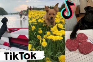 Funny Dogs Doing Things Tik Toks ~ Cute Puppies TIKTOK Compilation ~ 2020