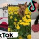 Funny Dogs Doing Things Tik Toks ~ Cute Puppies TIKTOK Compilation ~ 2020