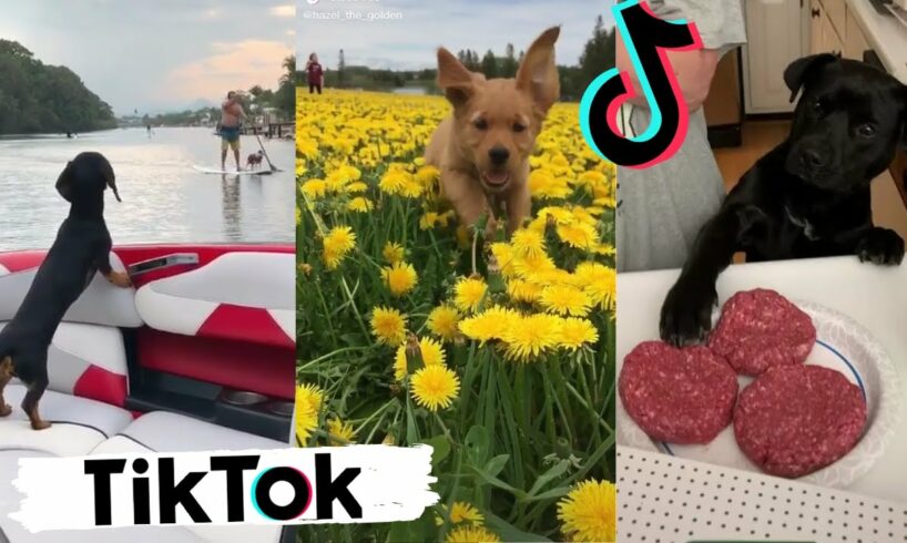 Funny Dogs Doing Things Tik Toks ~ Cute Puppies TIKTOK Compilation ~ 2020