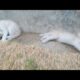 Funny Kittens playing together | Cute Animals