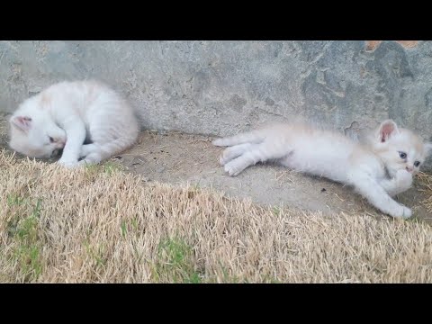 Funny Kittens playing together | Cute Animals