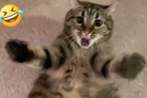 Funny Reaction When The Cat is Trying to Concentrate 😁 - New Funny Animals Video Of The Week