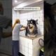 Funny dogs 🐶🐶 episode 192 #shorts